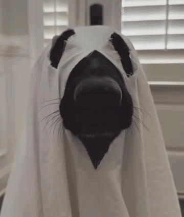A Black Dog Is Dressed As A Ghost With A White Sheet Over Its Head . GIF