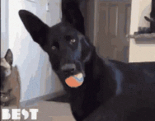 A Black Dog Is Holding A Tennis Ball In Its Mouth And The Word Best Is On The Bottom Right GIF