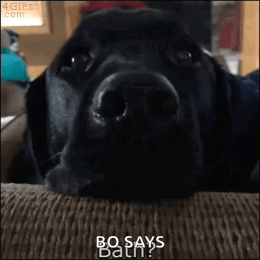 A Black Dog Is Laying On A Couch And Says Bo Says Bath GIF