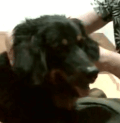 A Black Dog Is Laying On A Person 'S Lap GIF