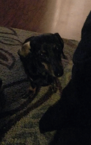 A Black Dog Is Laying On A Rug With A White Tail GIF