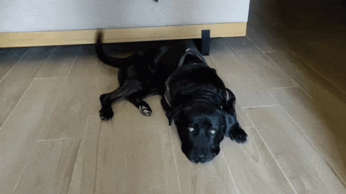 A Black Dog Is Laying On A Tiled Floor GIF
