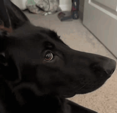 A Black Dog Is Looking At The Camera While Laying On The Floor . GIF