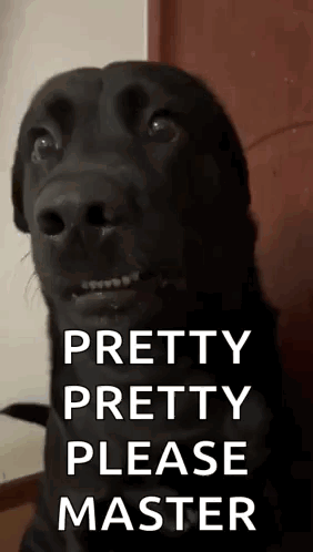 A Black Dog Is Looking At The Camera With The Words `` Pretty Pretty Please Master '' Written Above It . GIF
