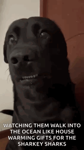 A Black Dog Is Looking Up At The Camera While Watching Them Walk Into The Ocean Like House Warming Gifts For The Sharkey GIF