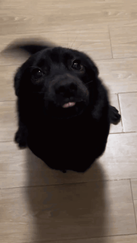 A Black Dog Is Looking Up At The Camera With Its Tongue Out GIF