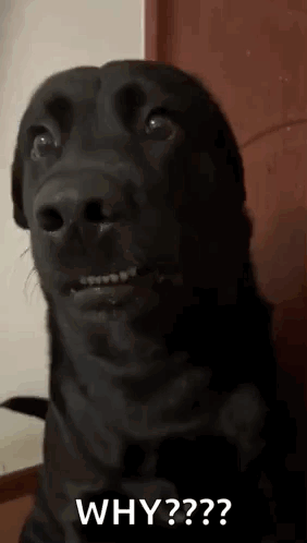 A Black Dog Is Making A Funny Face And Asking The Question Why ? GIF