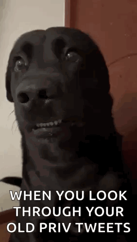 A Black Dog Is Making A Funny Face And Saying `` When You Look Through Your Old Priv Tweets '' . GIF