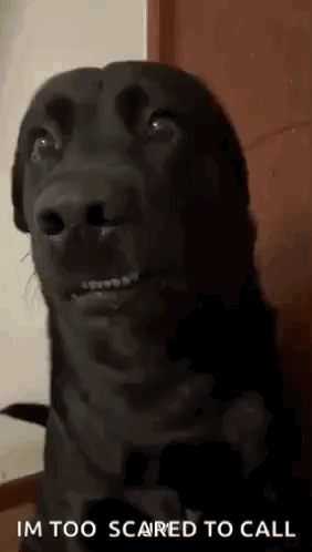 A Black Dog Is Making A Funny Face With The Words `` Im Too Scared To Call '' Written Below It . GIF