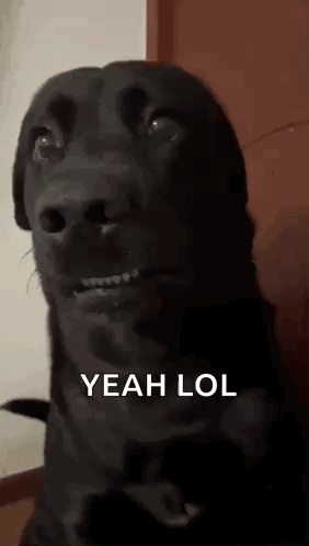 A Black Dog Is Making A Funny Face With The Words `` Yeah Lol '' Written Below It . GIF