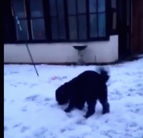 A Black Dog Is Playing In The Snow In Front Of A House GIF