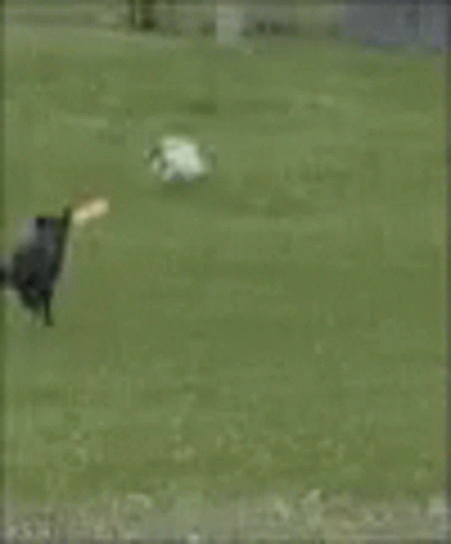 a black dog is running in front of a fence with a huge explosion in the background .