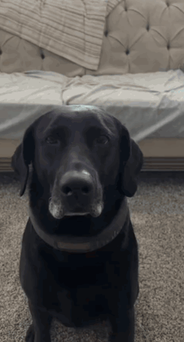 A Black Dog Is Sitting In Front Of A Couch And Looking At The Camera GIF