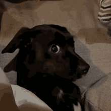 A Black Dog Is Sitting On A Couch Looking At The Camera GIF
