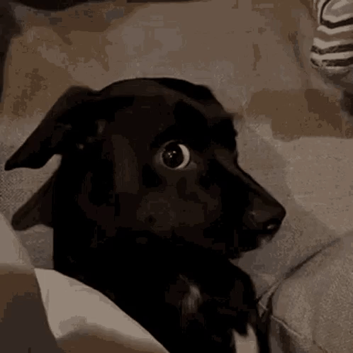 A Black Dog Is Sitting On A Couch Looking At The Camera With A Surprised Look On Its Face . GIF