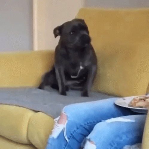 A Black Dog Is Sitting On A Yellow Couch Next To A Person . GIF
