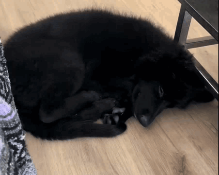 A Black Dog Is Sleeping On A Wooden Floor Next To A Chair . GIF