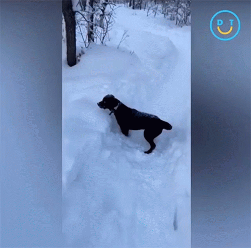 A Black Dog Is Standing In The Snow With A Dt Logo On The Bottom GIF