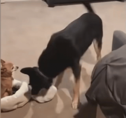 A Black Dog Is Standing Next To A White Dog GIF