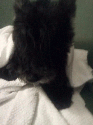 a black dog laying on a white blanket