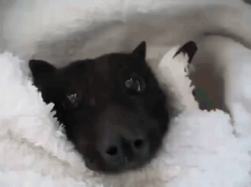 A Black Dog Laying On A White Blanket Looking At The Camera GIF