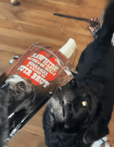 A Black Dog Looking At A Bag Of Rawhide Retriever Rolls For Brut GIF