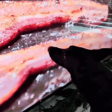 A Black Dog Looking At A Piece Of Meat On A Tv Screen GIF