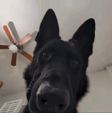 A Black Dog Looking At The Camera With A Ceiling Fan Behind It GIF