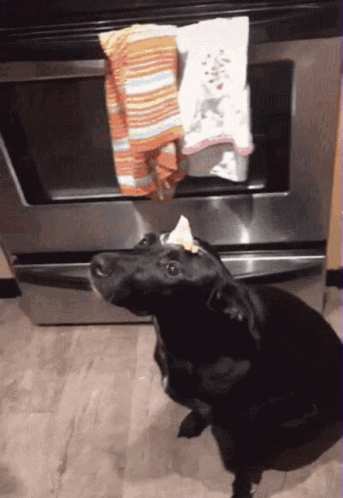 A Black Dog Sitting In Front Of An Oven With A Piece Of Food On Its Head GIF