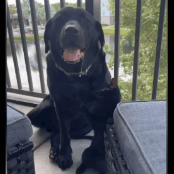 A Black Dog Sitting Next To A Black Cat On A Balcony GIF
