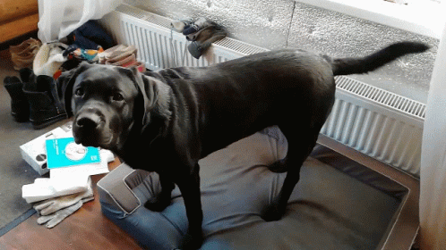 A Black Dog Standing On A Dog Bed Next To A Box That Says ' Ec ' On It GIF