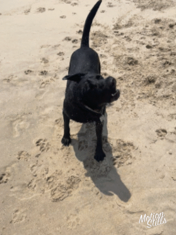 A Black Dog Standing On A Sandy Beach With The Words Motion Stills Written On The Bottom GIF