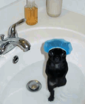 A Black Dog Wearing A Blue Sponge On Its Head Is Standing In A Sink GIF