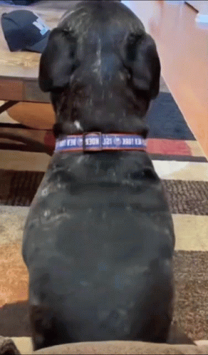 A Black Dog Wearing A Collar That Says N.a.a. On It GIF