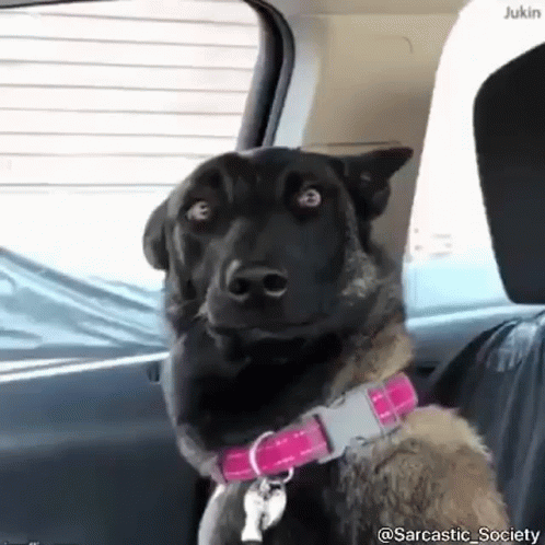 A Black Dog Wearing A Pink Collar Is Sitting In The Back Seat Of A Car Looking Out The Window . GIF