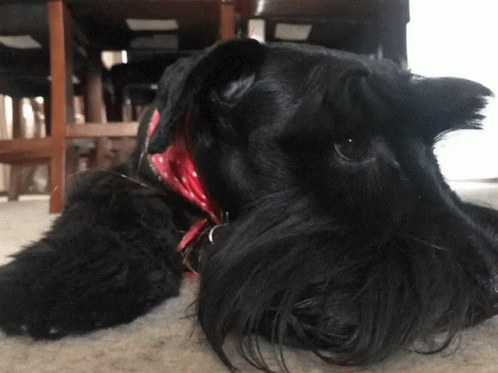a black dog wearing a red collar is laying on the floor