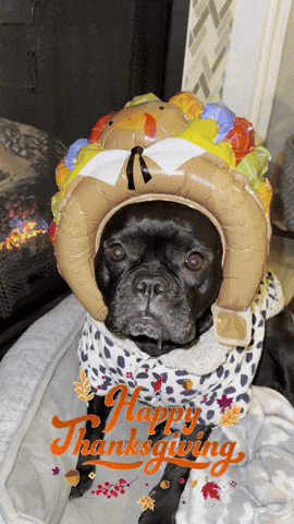 A Black Dog Wearing A Turkey Hat And A Happy Thanksgiving Greeting GIF