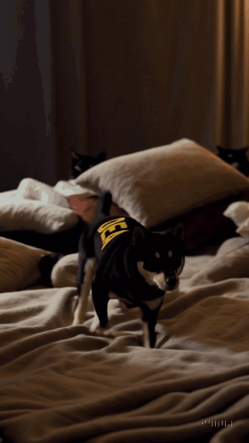 A Black Dog Wearing A Yellow Shirt With The Letter H On It Runs On A Bed GIF