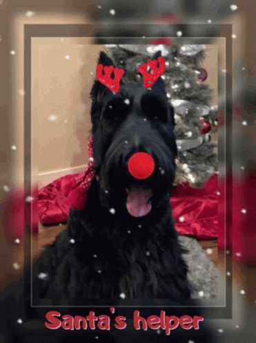 a black dog wearing reindeer antlers and a red nose has santa 's helper written on the bottom of the picture