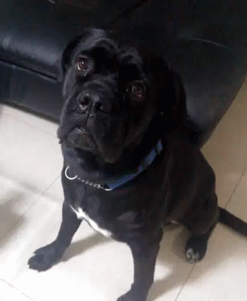 A Black Dog With A Blue Collar Is Sitting On The Floor Looking Up GIF
