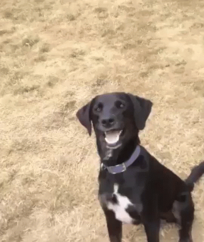 A Black Dog With A Blue Collar Is Standing In A Field And Smiling . GIF
