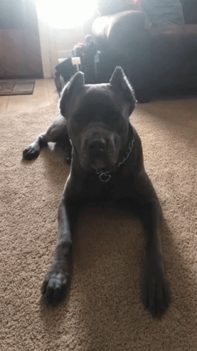 A Black Dog With A Chain Around Its Neck Laying On A Carpet GIF