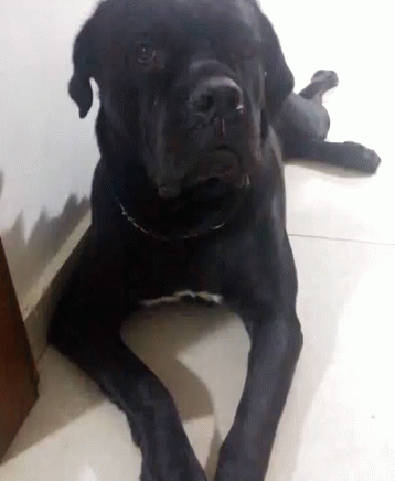 A Black Dog With A Collar Is Laying On The Floor Looking At The Camera . GIF