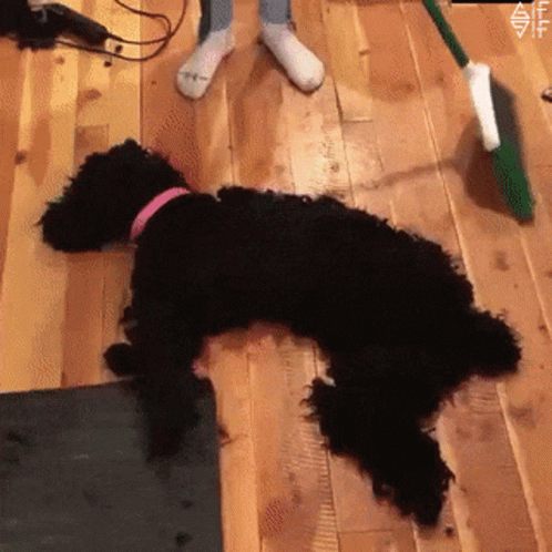 A Black Dog With A Pink Collar Is Laying On The Floor GIF