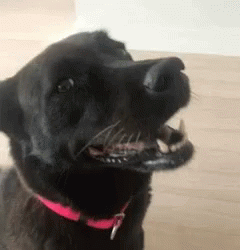A Black Dog With A Pink Collar Is Yawning And Looking At The Camera . GIF