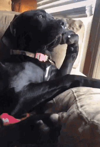 A Black Dog With A Pink Collar Sits On A Couch GIF