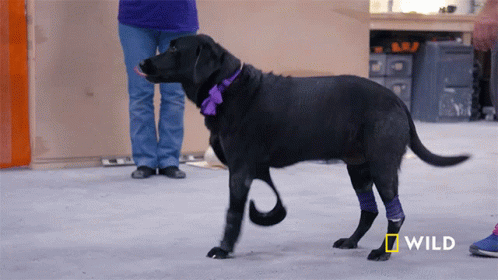 A Black Dog With A Purple Collar And A Bandage On Its Leg Is Walking In Front Of A National Geographic Sign GIF