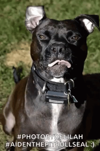 A Black Dog With A White Tongue Sticking Out Is Laying In The Grass GIF
