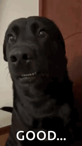 A Black Dog With Braces On Its Teeth Is Making A Funny Face . GIF