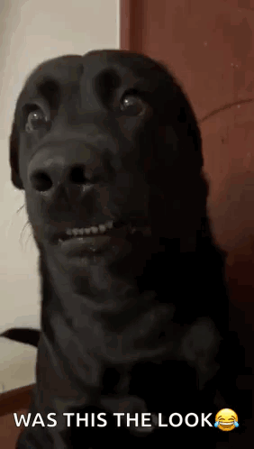 A Black Dog With Braces On Its Teeth Is Making A Funny Face With The Caption Was This The Look . GIF